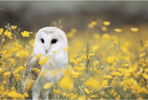 owl flowers