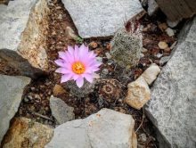 desert flower