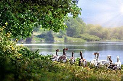 home based business garden with geese by the water edge