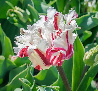 variegated red and white flower among green leaves