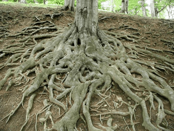 giant roots from a tree above ground roots of your company analogy
