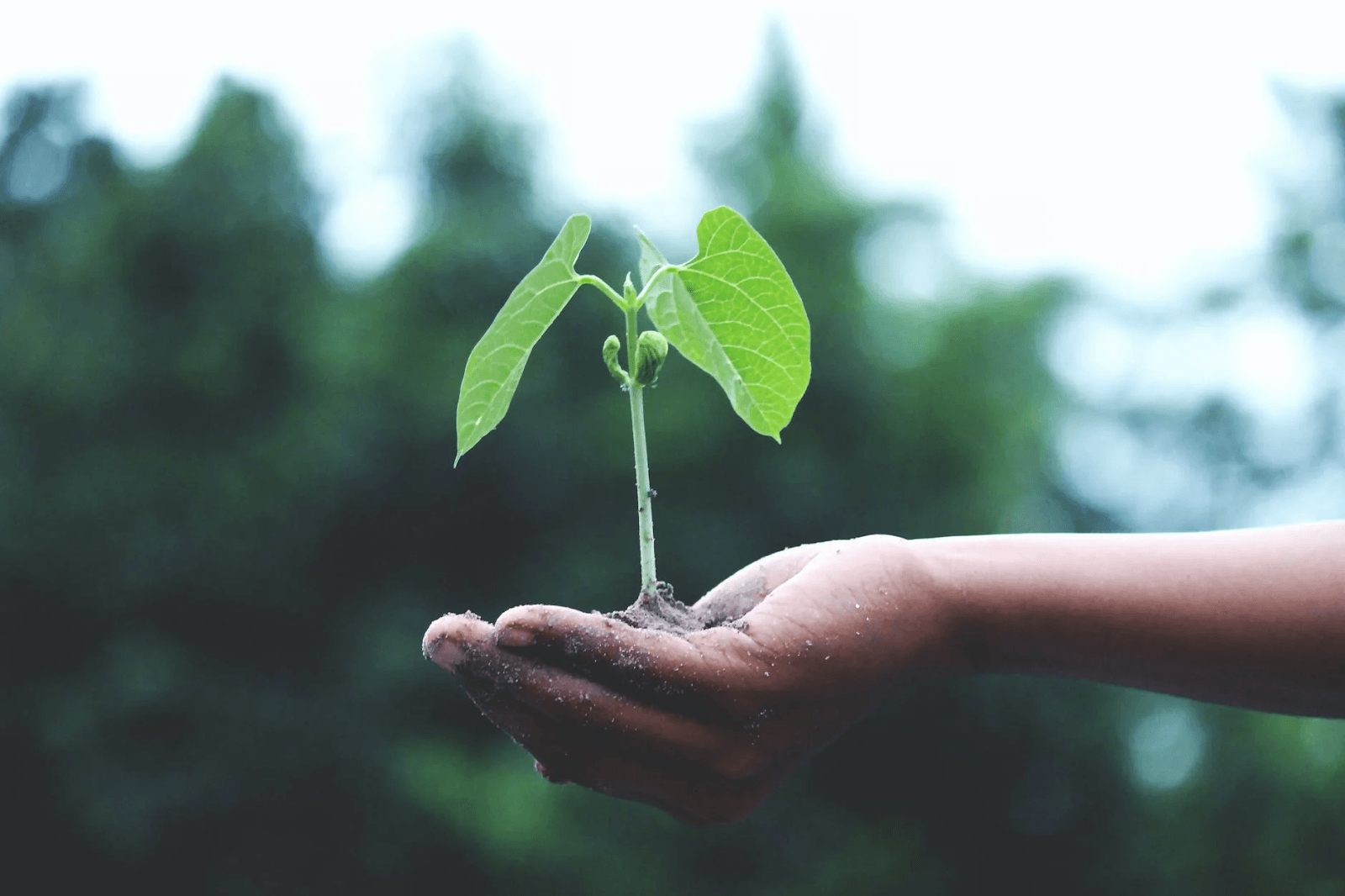 person-holding-a-green-plant imagery of how to grow your brand
