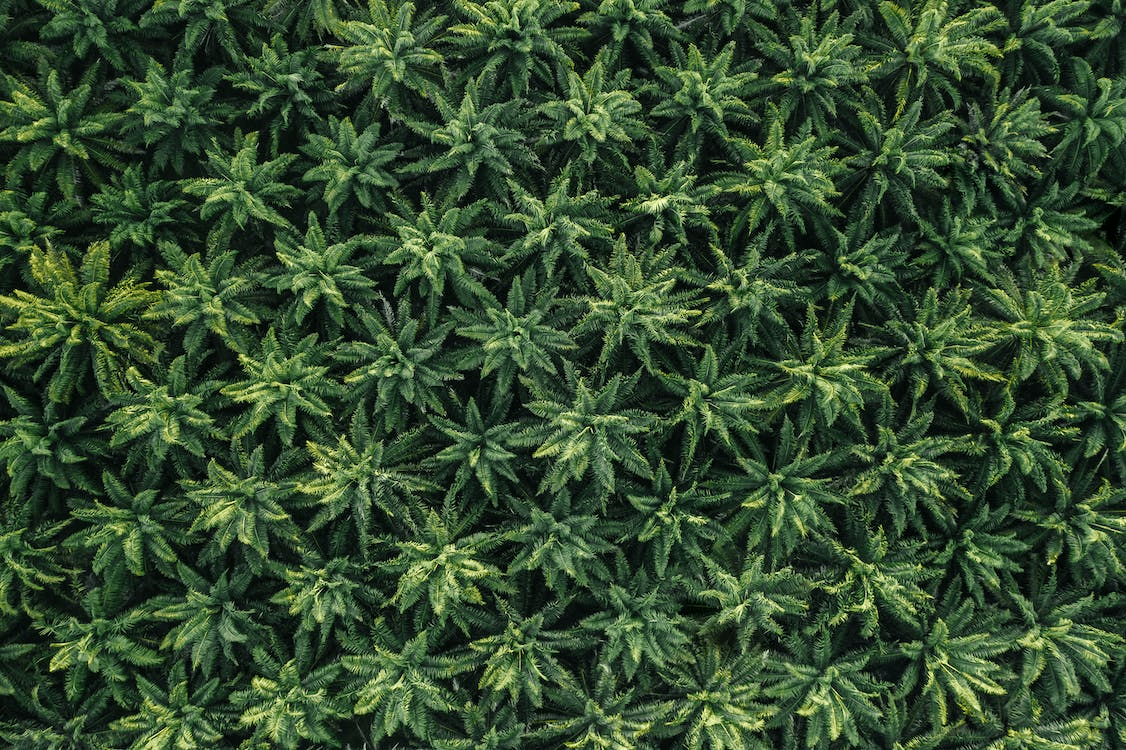 cannabis and health field of cannabis plants
